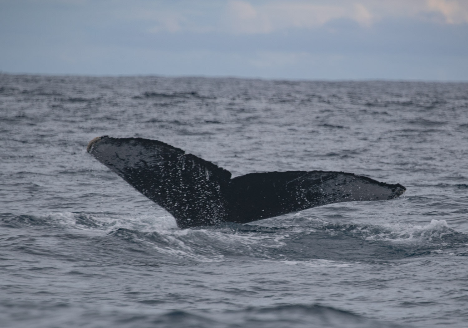 humpback-whale-tail_san-pedrillo-ranger-station.jpg