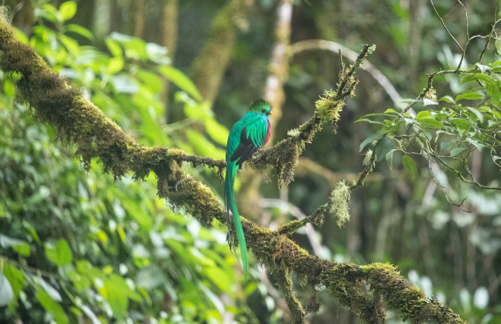 Resplendent Quetzal