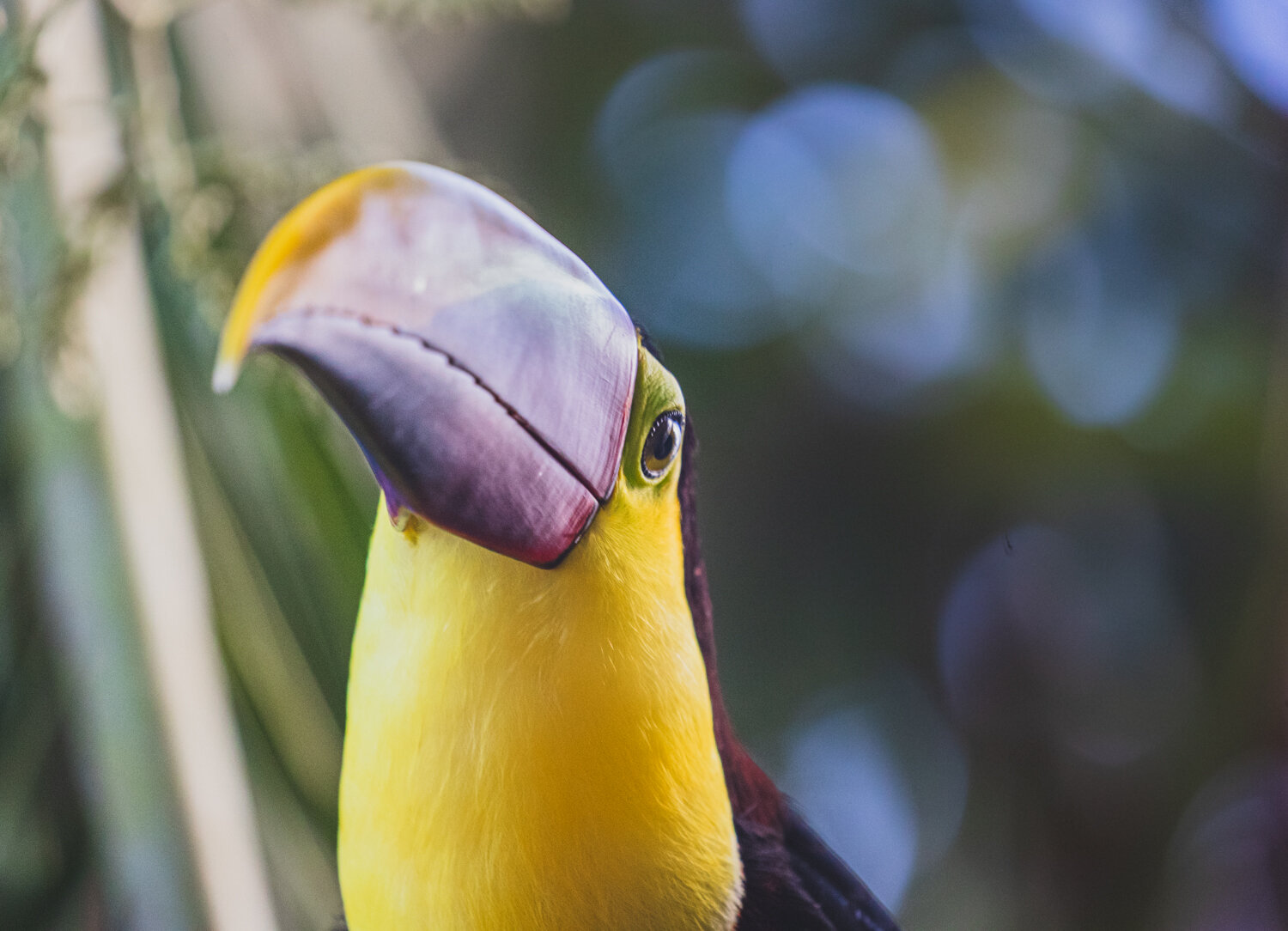 yellow-throated_toucan_tortuguero_costa-rica_jay-knight_jkwildimages_birding.jpg