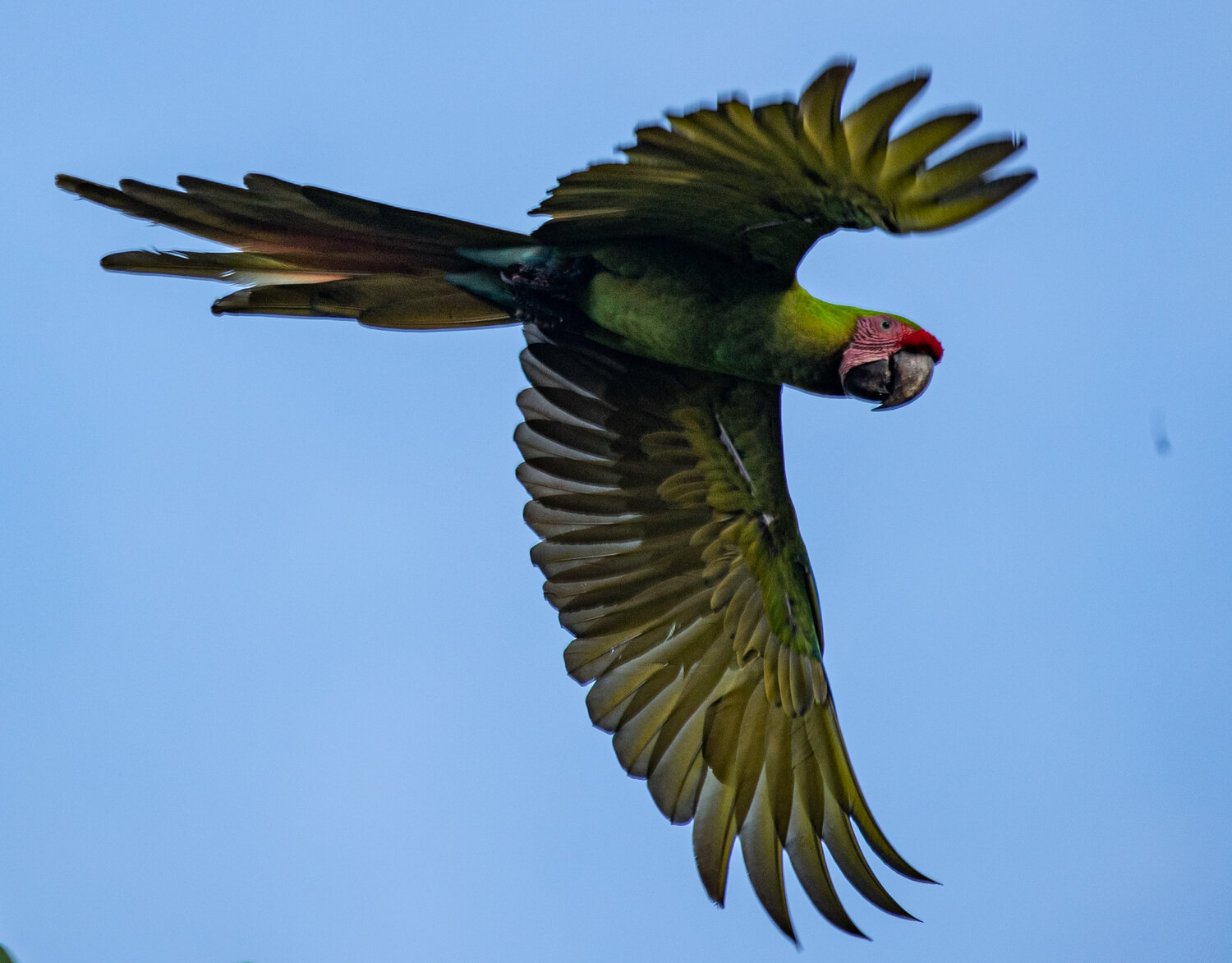 great-green-macaw_tortuguero_costa-rica_jay-knight_jk-wildimages.jpg