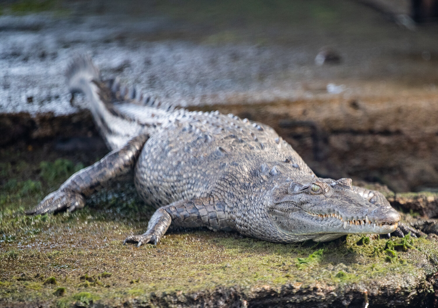 crocodile_tortuguero_costa-rica_jkwildimages_birding.jpg