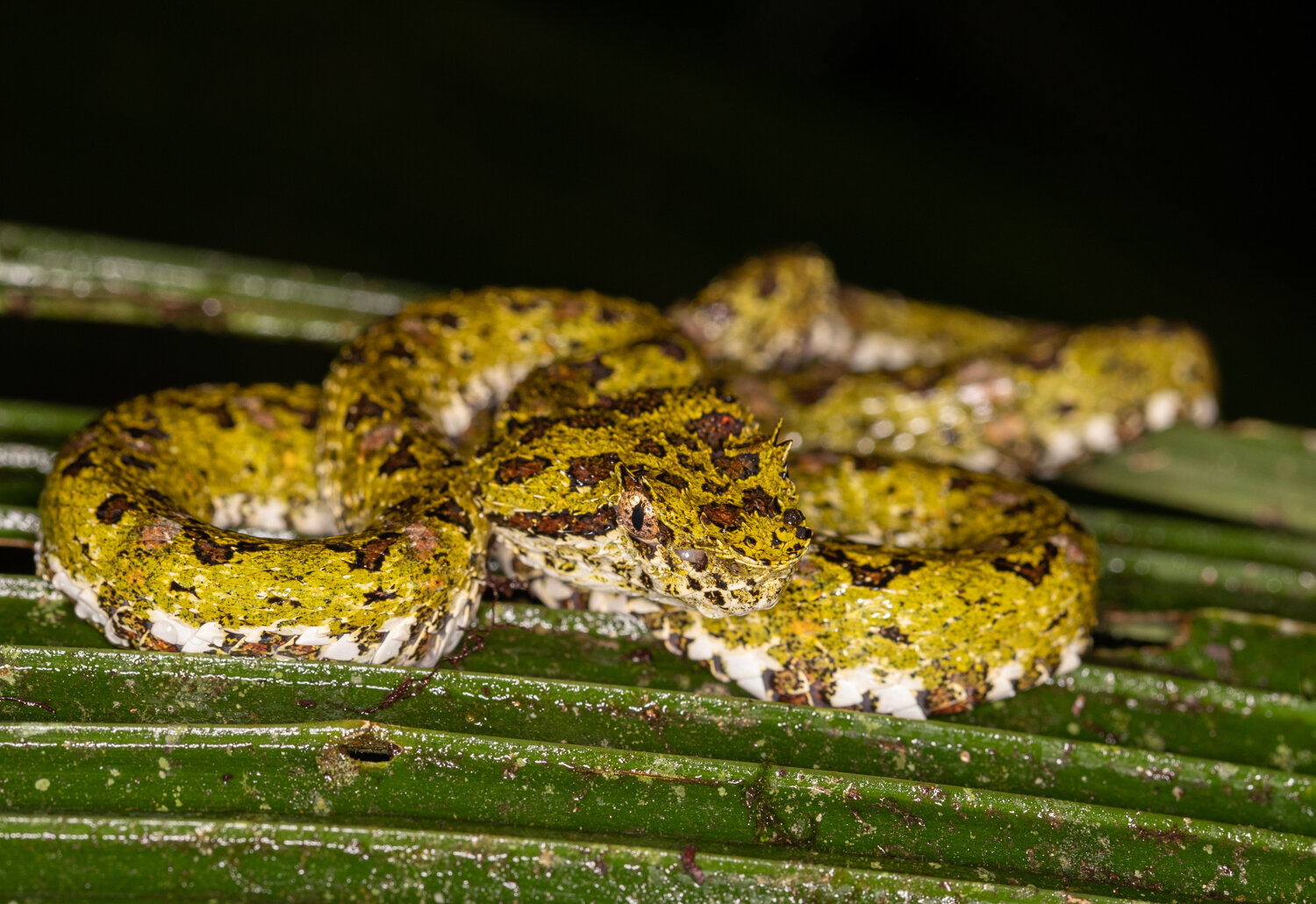 braulio-carrillo-costa-crica_tapirus-lodge_eyelash_pit_viper_.jpg