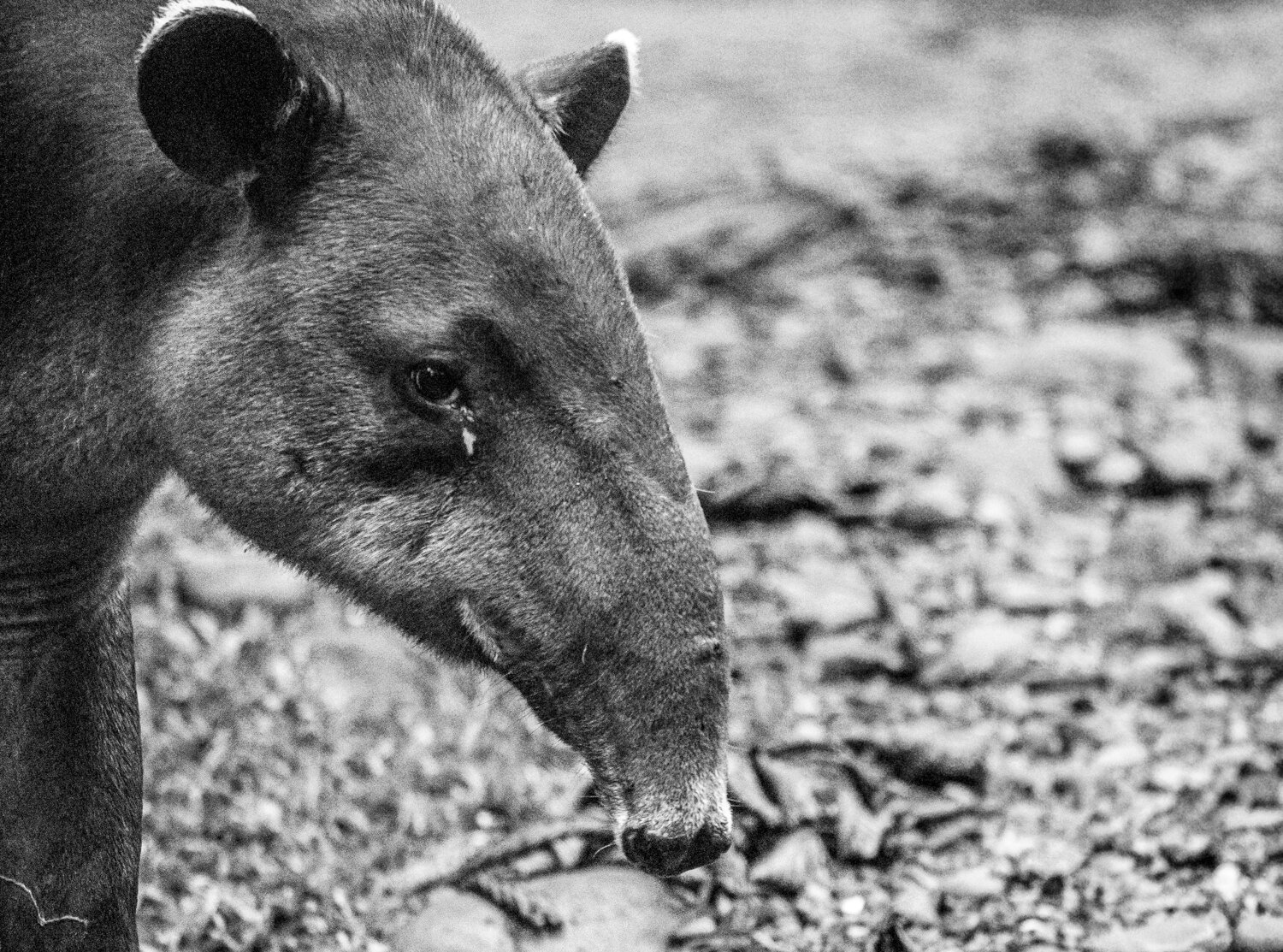 braulio-carrillo-costa-rica_tapirs.jpg