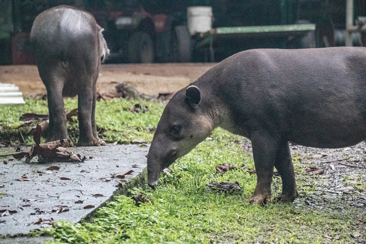 braulio-carrillo-costa-rica_tapirs 2.jpg