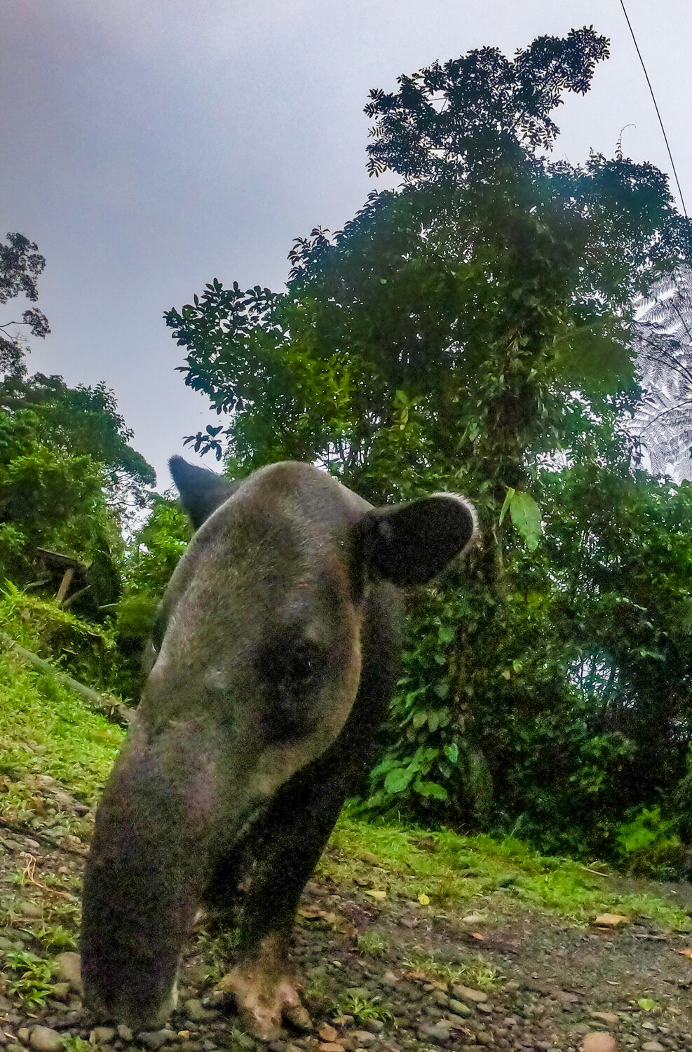 braulio-carrillo-costa-rica_tapir-2.jpg