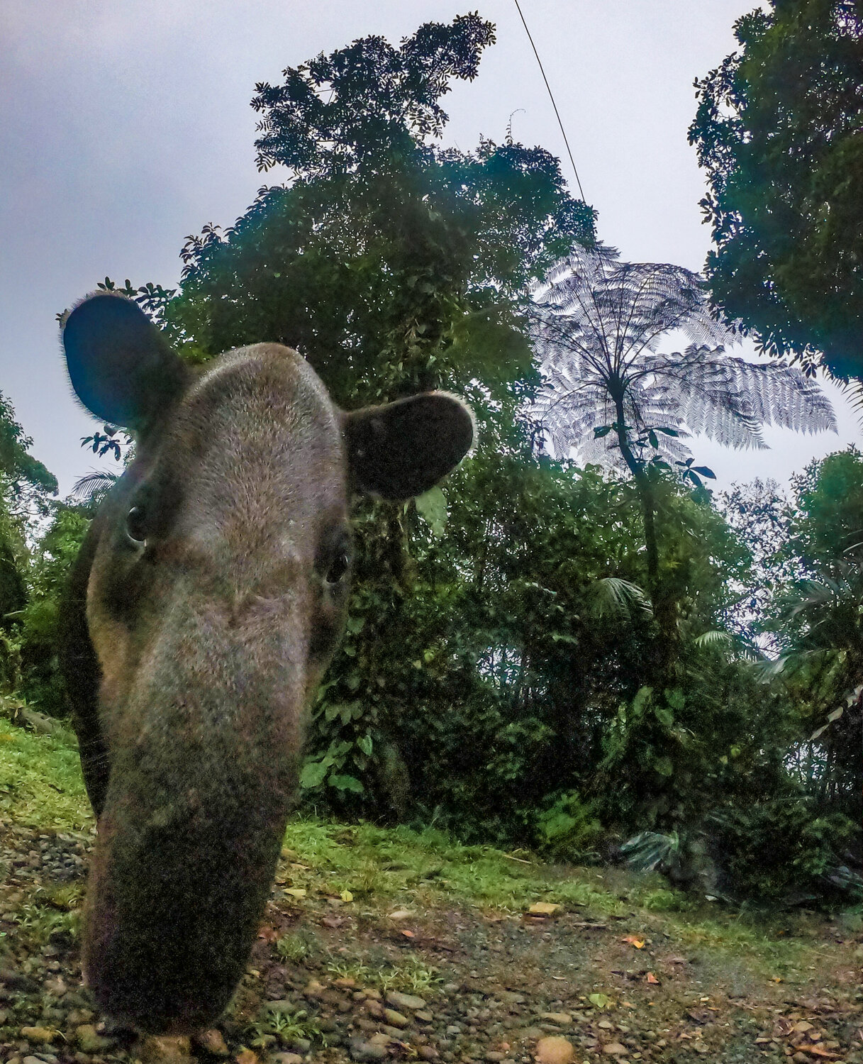 braulio-carrillo-costa-rica_tapir.jpg