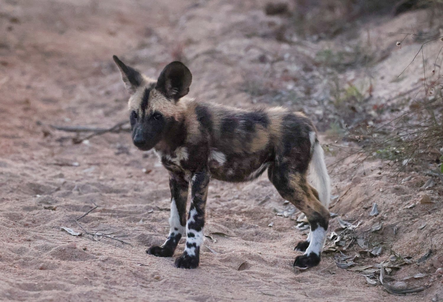 South-africa_Kruger_Pretoriuskop_jay-knight_african-wild-dog-pup_cute-1.jpg