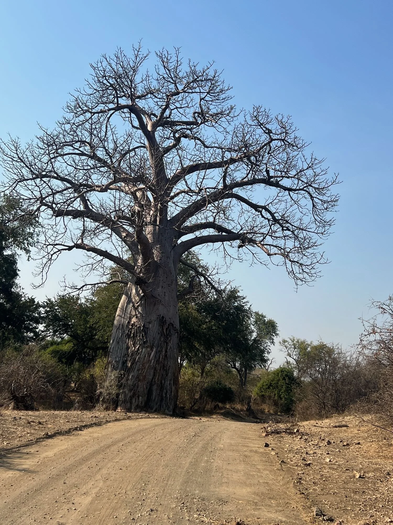 Baobab