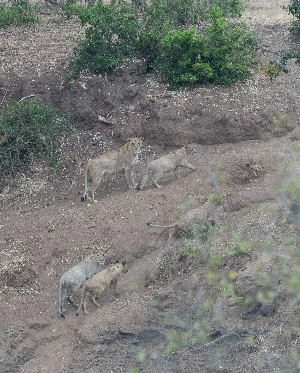 Lions, Sirheni