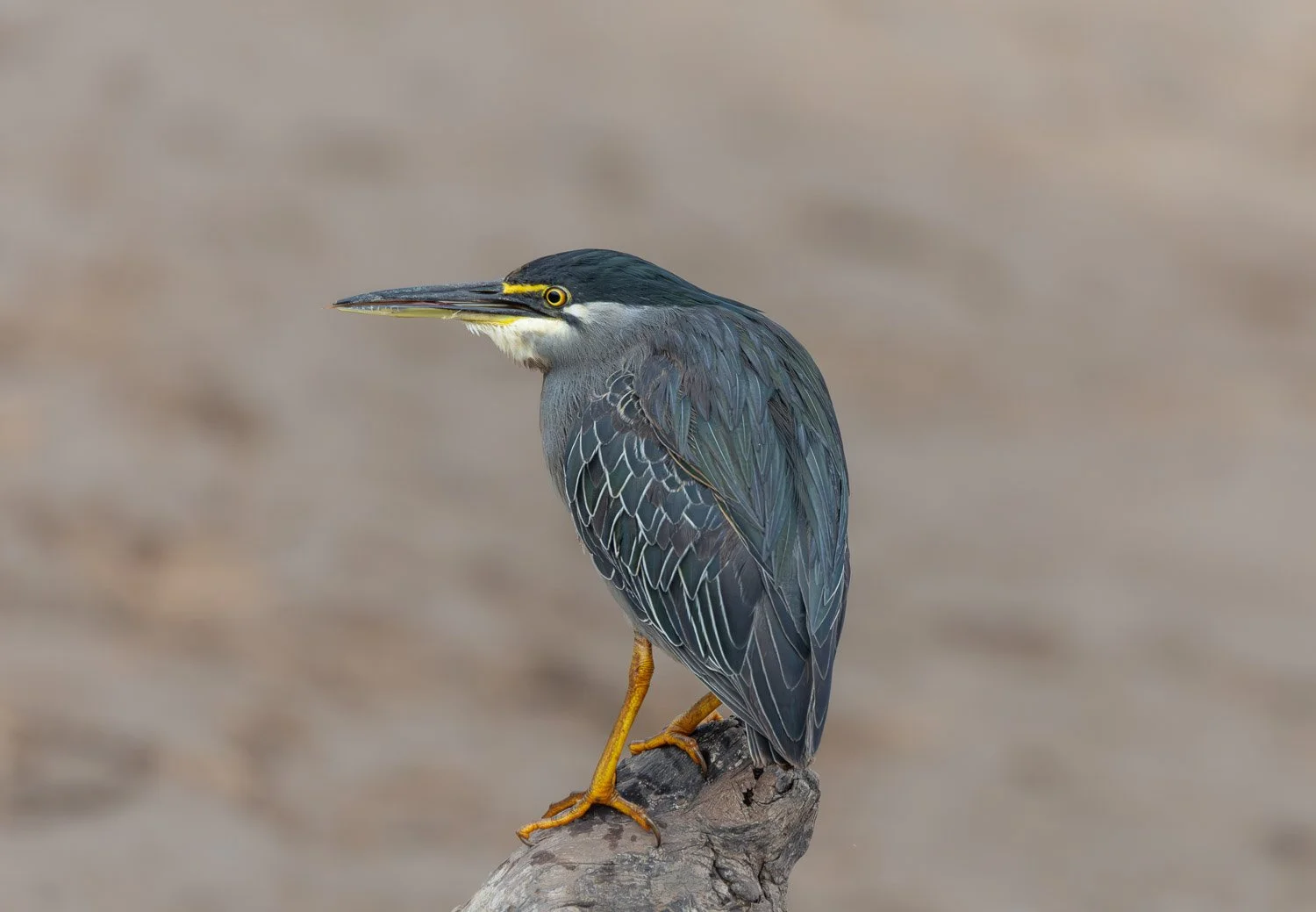 JKwildimages_South-Africa_kruger_wildlife_green-backed-heron.jpg