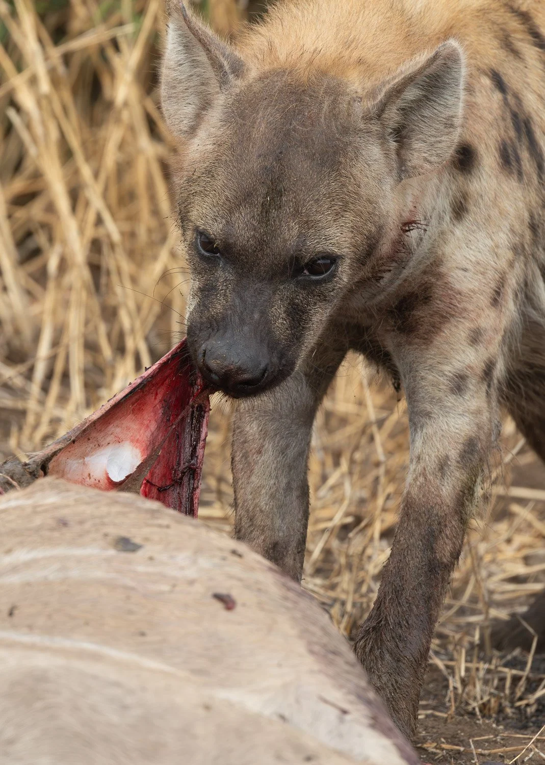 JKwildimages_South-Africa_kruger_wildlife-51_hyena-kill.jpg