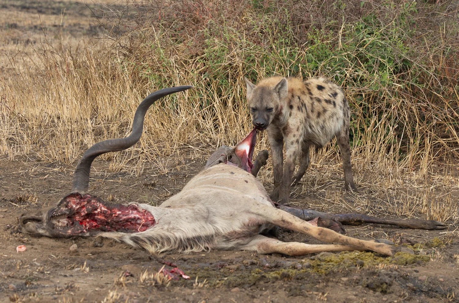 JKwildimages_South-Africa_kruger_wildlife-50_hyena-kill.jpg