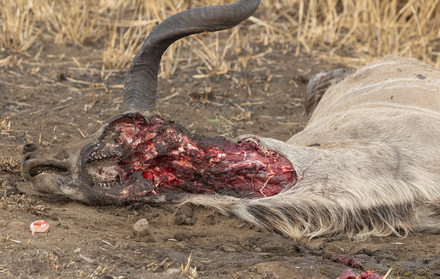 JKwildimages_South-Africa_kruger_wildlife-52_dead-kudu.jpg