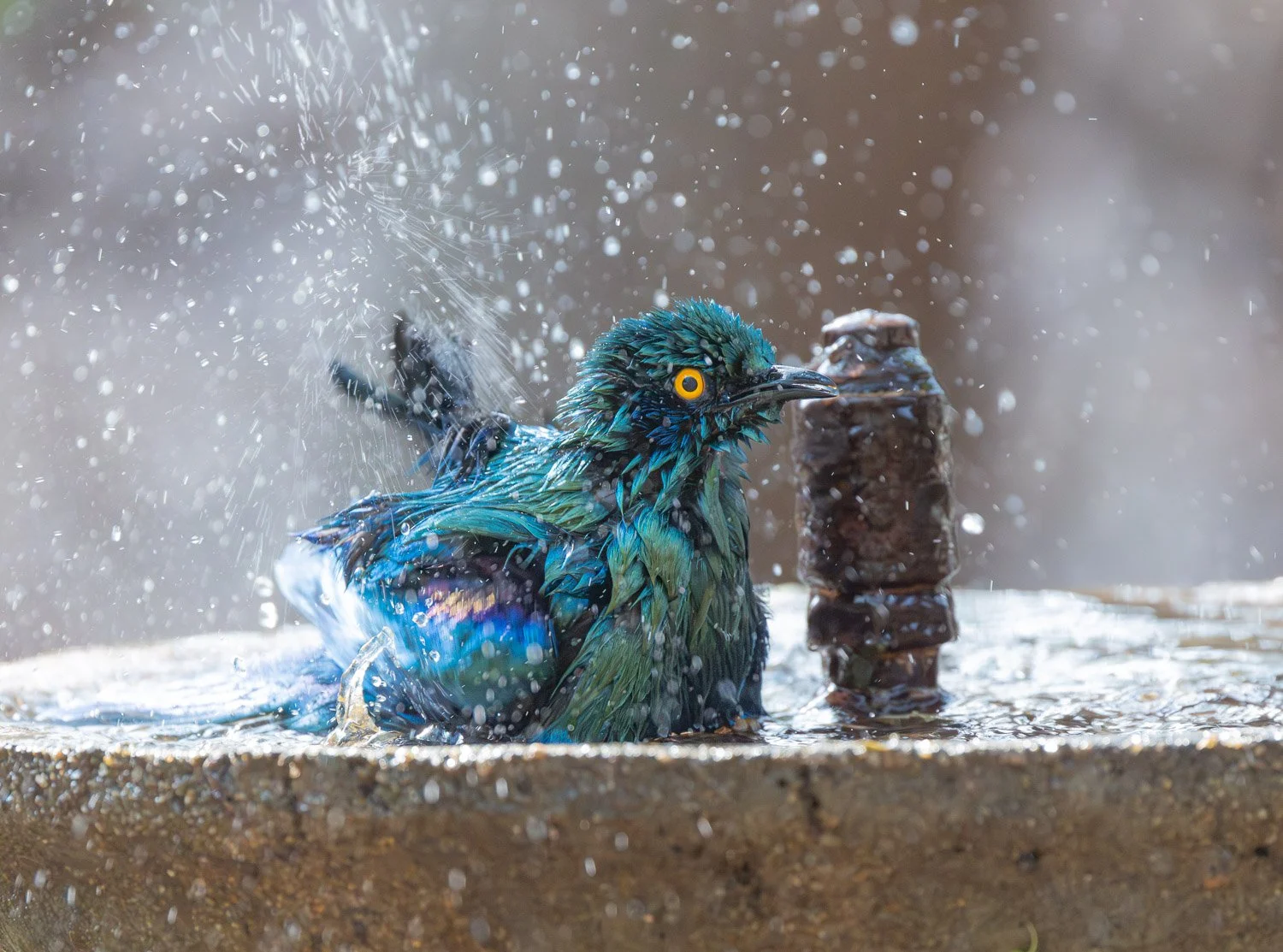 JKwildimages_South-Africa_kruger_wildlife-6_cape_starling_bathing.jpg
