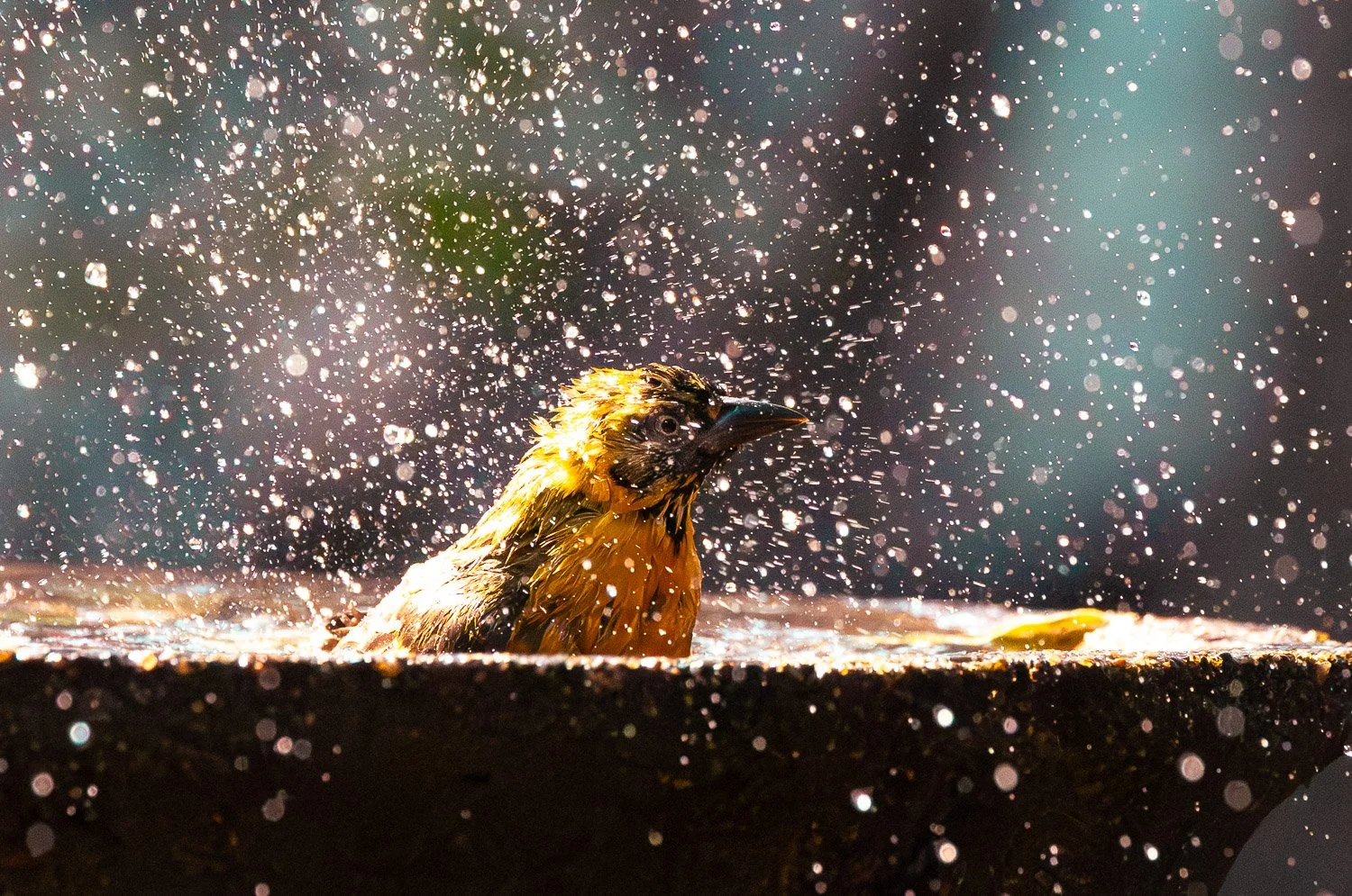 JKwildimages_South-Africa_kruger_wildlife-67_birdbath.jpg