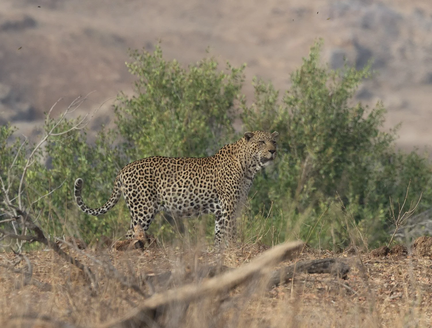 JKwildimages_South-Africa_kruger_wildlife-94_leopard.jpg
