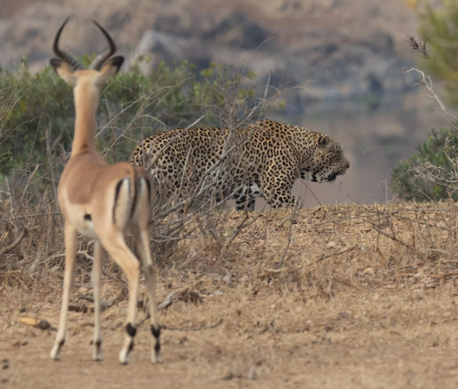 JKwildimages_South-Africa_kruger_wildlife-93_leopard.jpg