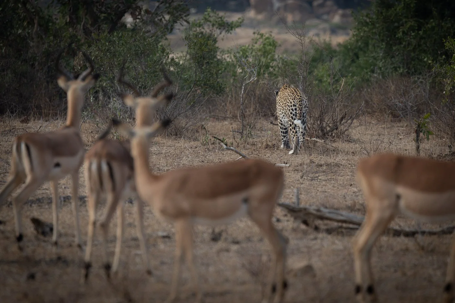 JKwildimages_South-Africa_kruger_wildlife-95_leopard_impala.jpg