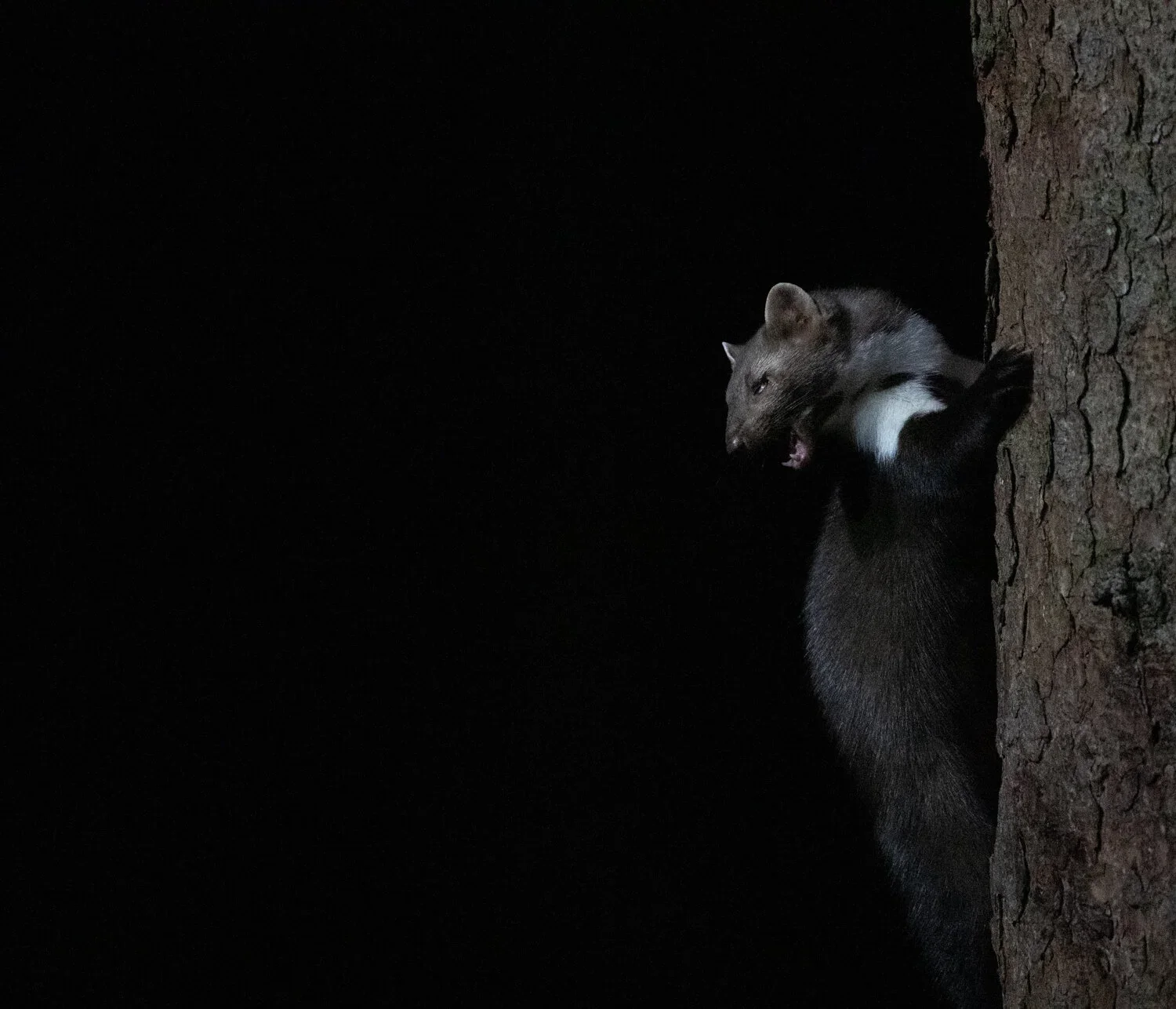 Pine Marten