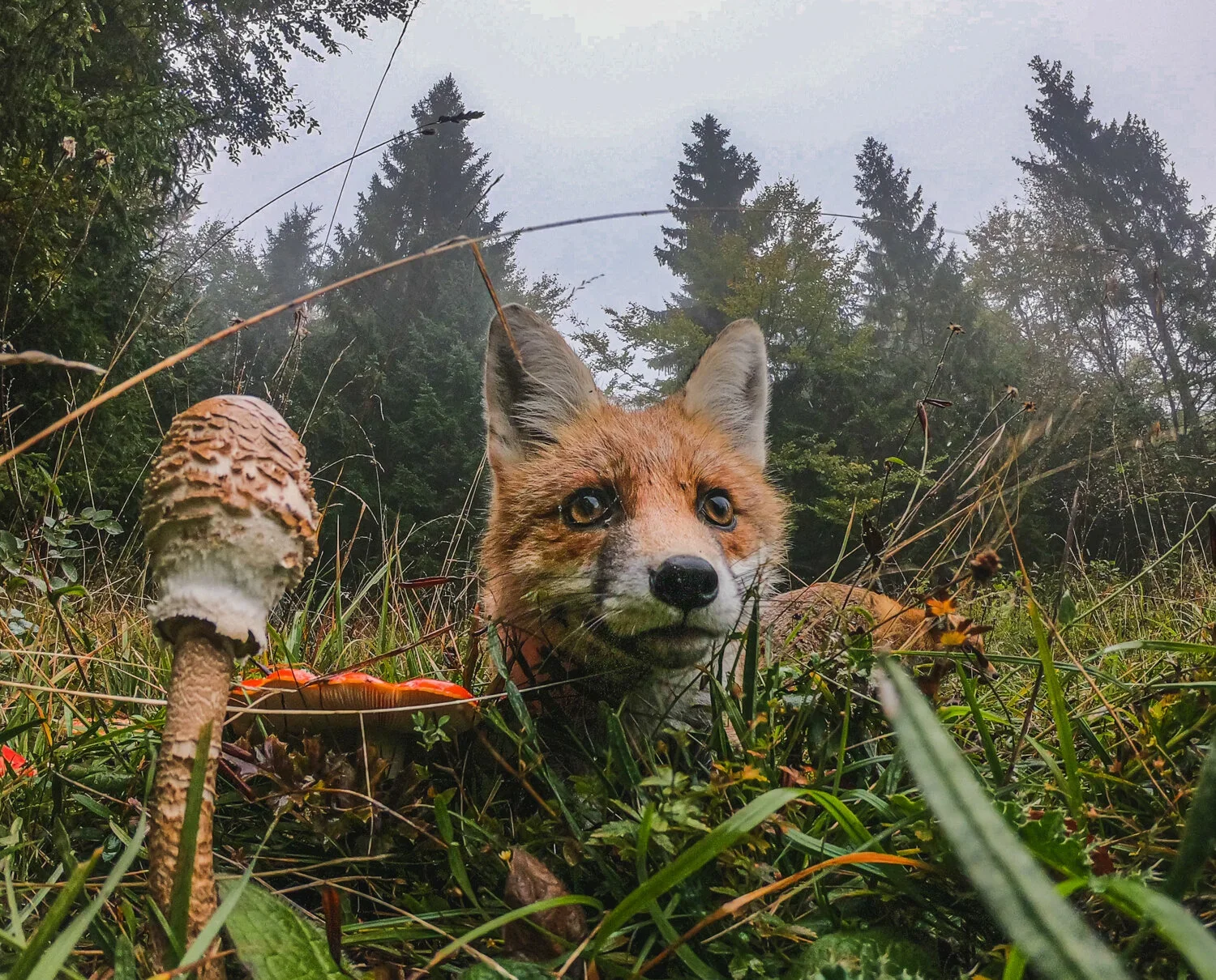 Red Fox