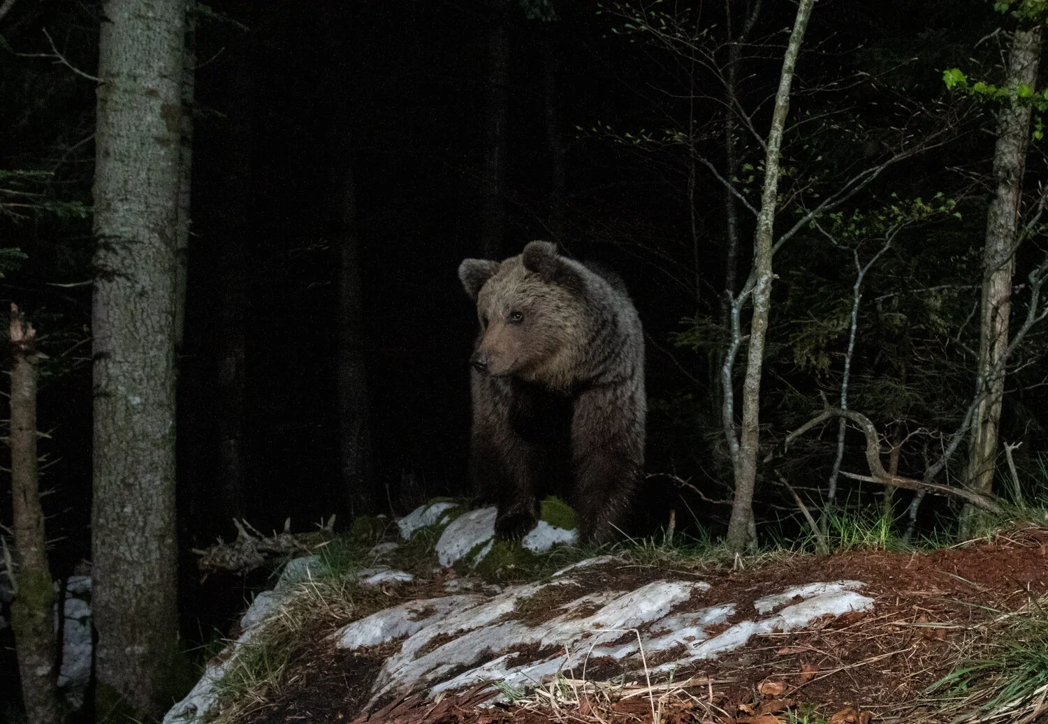 Brown Bear