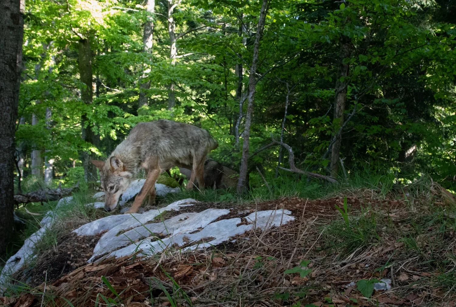 Grey Wolf