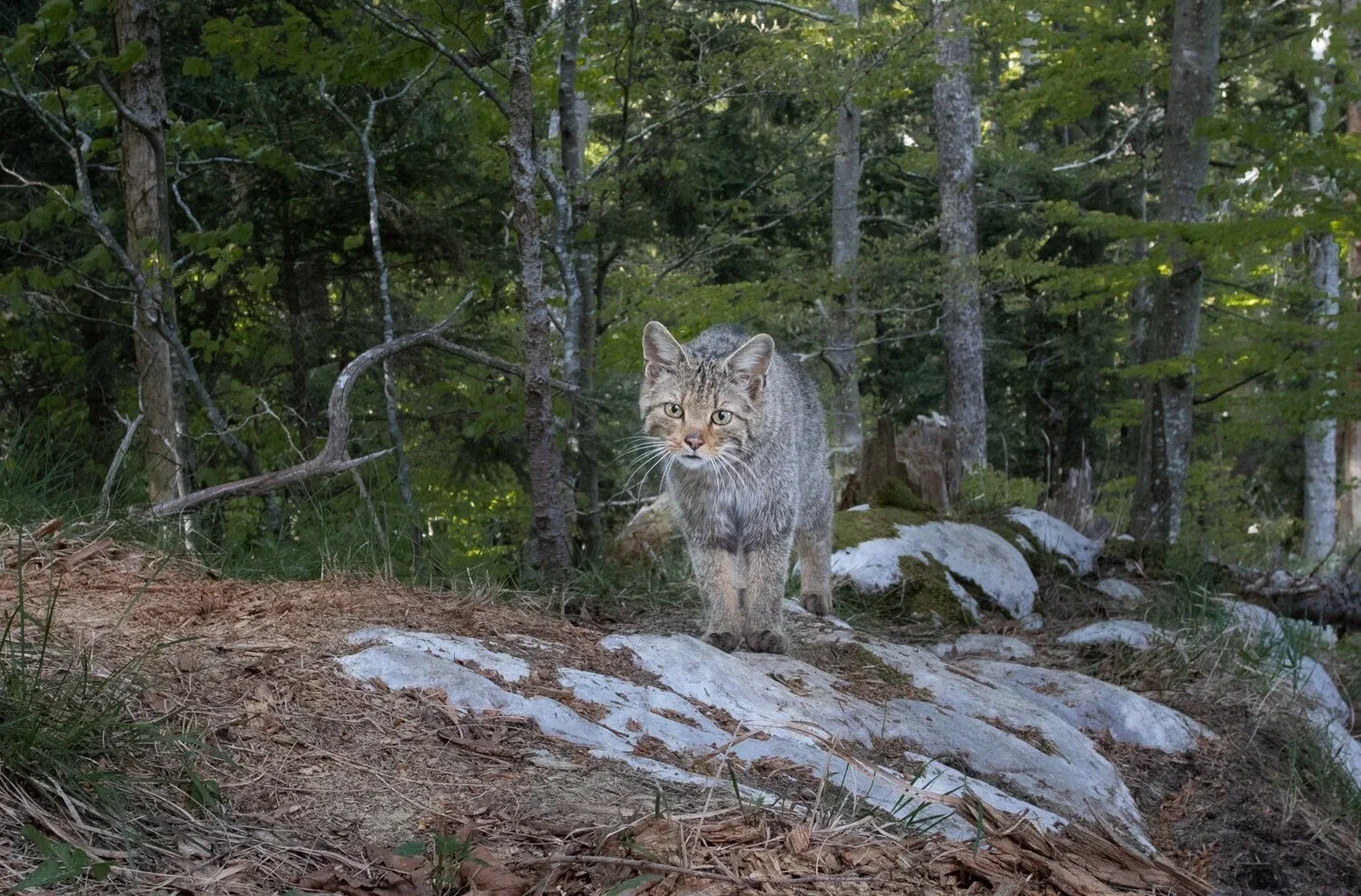 European Wildcat