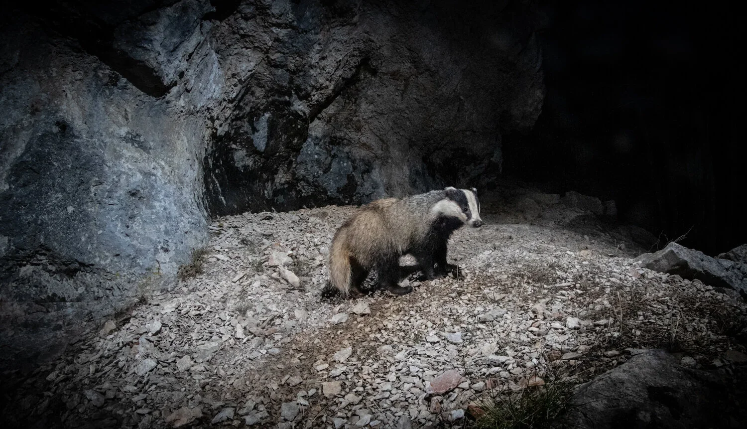 Badger