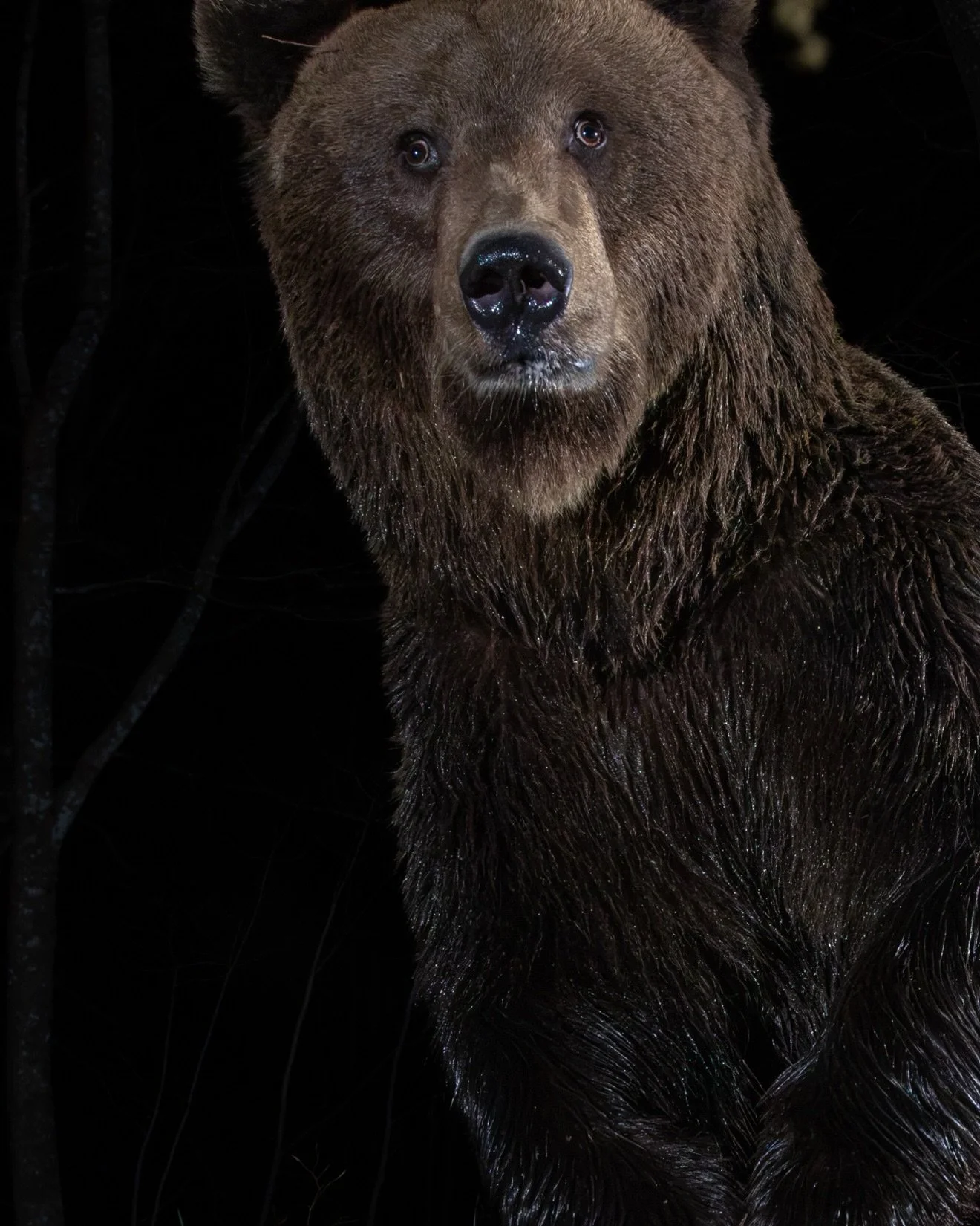 I love this bears crazy eyes 😆. I don&rsquo;t know if he&rsquo;s crossed eyed to start with or jumped because of the camera. But he&rsquo;s hilarious nonetheless. 

These bears are all taken during our project in Slovenia to shine some light on the 