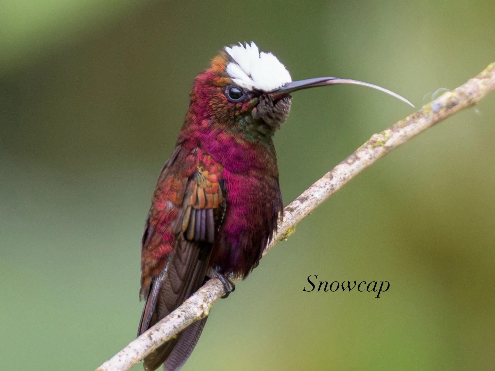Check out my little gallery of some of the beautiful creatures we saw whilst in Costa Rica. 

The rainforests surrounding Arenal and Bijagua are absolutely bursting with life.

Some of the most incredible wildlife isn&rsquo;t always the biggest or th