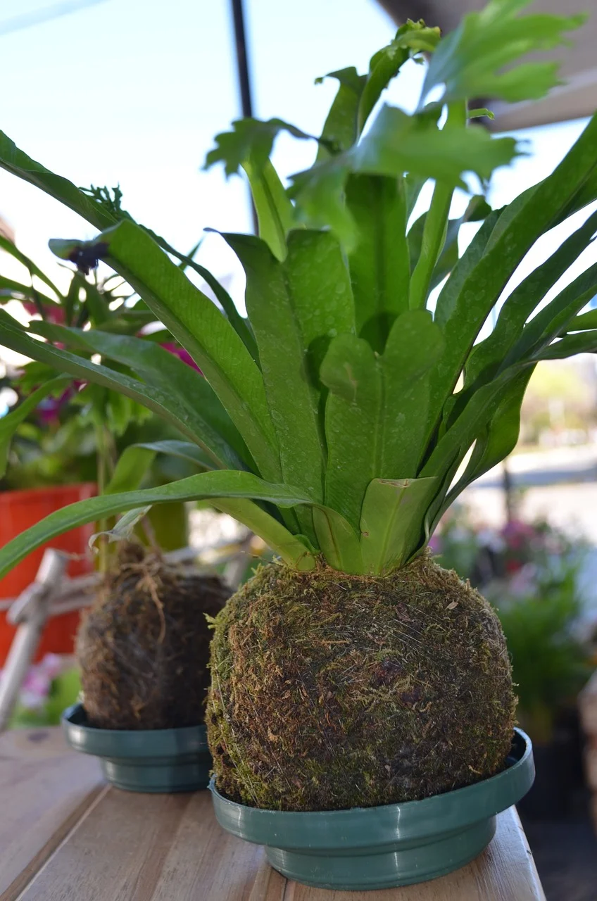 kokedama-1793136_1280.jpg