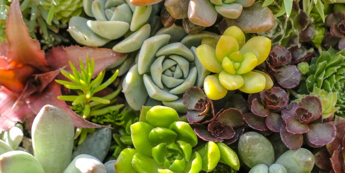 multi-colored-plants-royalty-free-image-666692754-1550078937.jpg