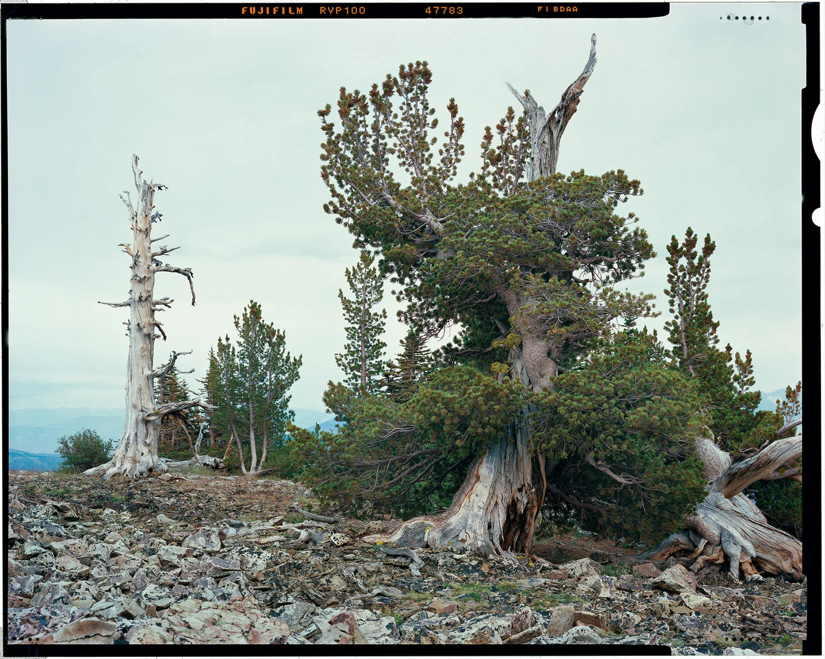 Poverty Flat Windswept