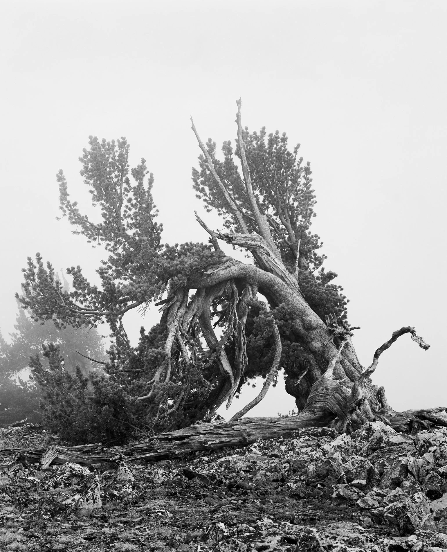 pov-treefogcrop copy.jpg