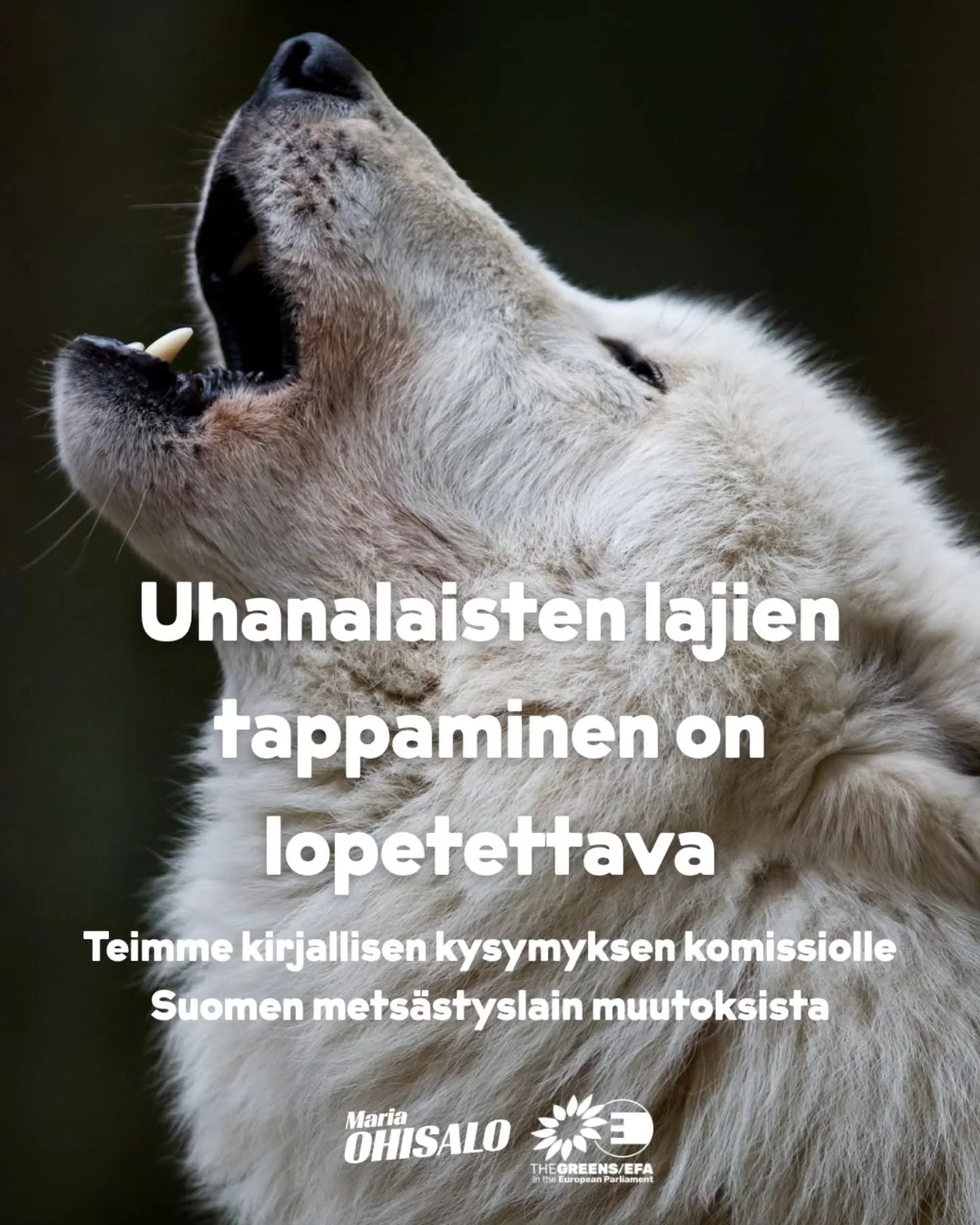 Suomen mets&auml;styslaki on mit&auml; todenn&auml;k&ouml;isimmin EU-oikeuden vastainen - komission on puututtava asiaan ja uhanalaisten lajien tappaminen on lopetettava! 🐺

Suomi on muuttanut mets&auml;styslakiaan niin, ett&auml; suden, karhun, ilv