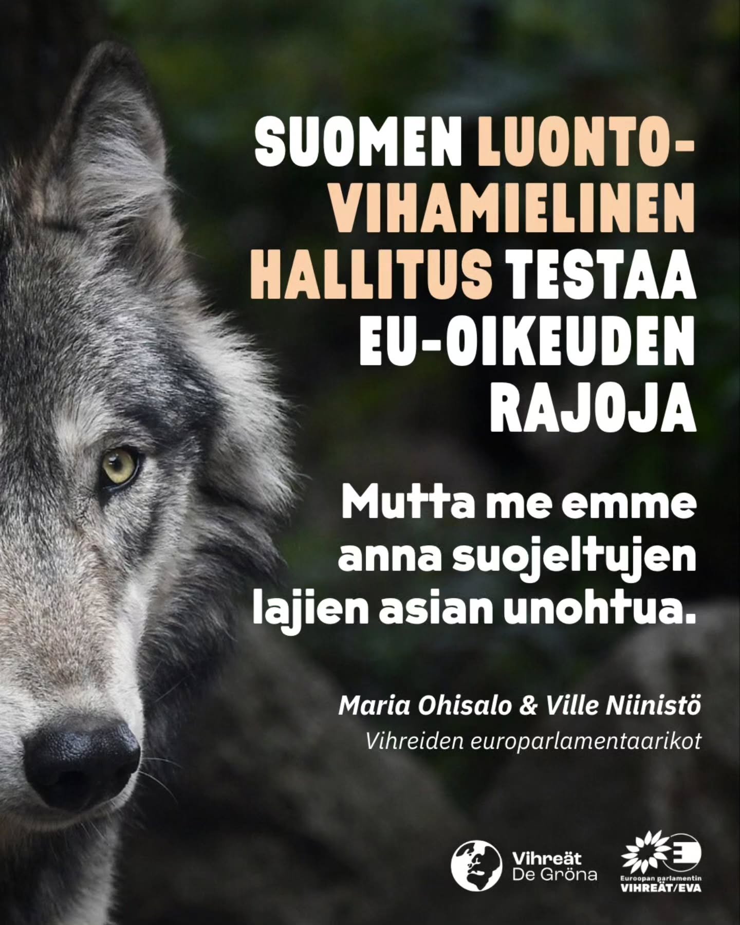 Emme anna uhanalaisten ja suojeltujen lajien asian unohtua: Suomen mets&auml;styslaki on nyt komission tarkastelussa! Suomen ei ole todettu toimivan t&auml;ss&auml; asiassa oikein, vaan p&auml;invastoin. Seuraava askel voi olla lis&auml;toimet ja jop