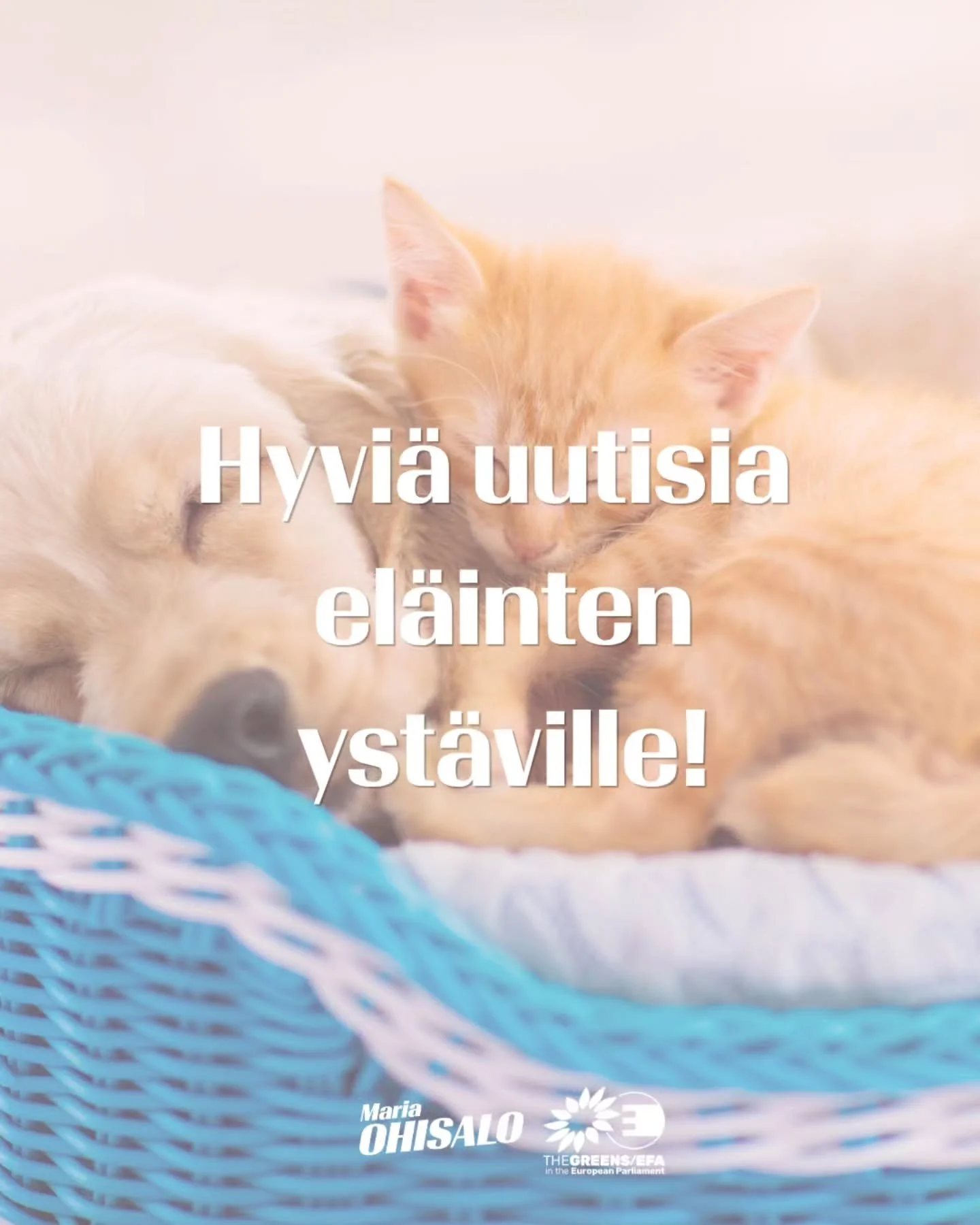 Hyvi&auml; uutisia el&auml;inten yst&auml;ville! 🐾

Hyv&auml;ksyimme europarlamentissa uudet, tiukemmat s&auml;&auml;nn&ouml;t kissojen ja koirien suojelulle koko EU:ssa. T&auml;m&auml; tarkoittaa ensimm&auml;ist&auml; kertaa yhteisi&auml; eurooppal