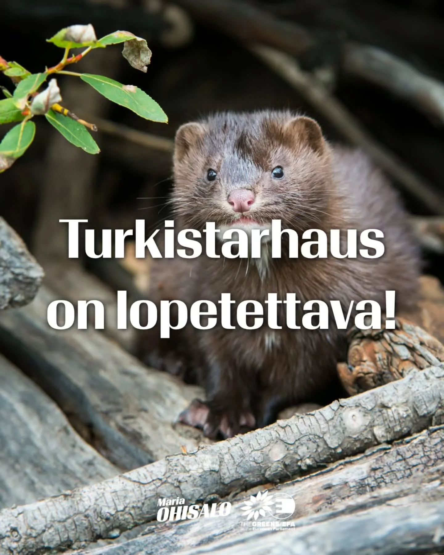 Turkistarhaus on lopetettava koko EU:ssa! 

Kansalaisten kanta on selv&auml;: EU:n kansalaisaloite Fur Free Europe turkistarhauksen ja turkistuotteiden myynnin kielt&auml;miseksi saavutti yli 1,5 miljoonaa allekirjoitusta kaikista EU:n j&auml;senmais