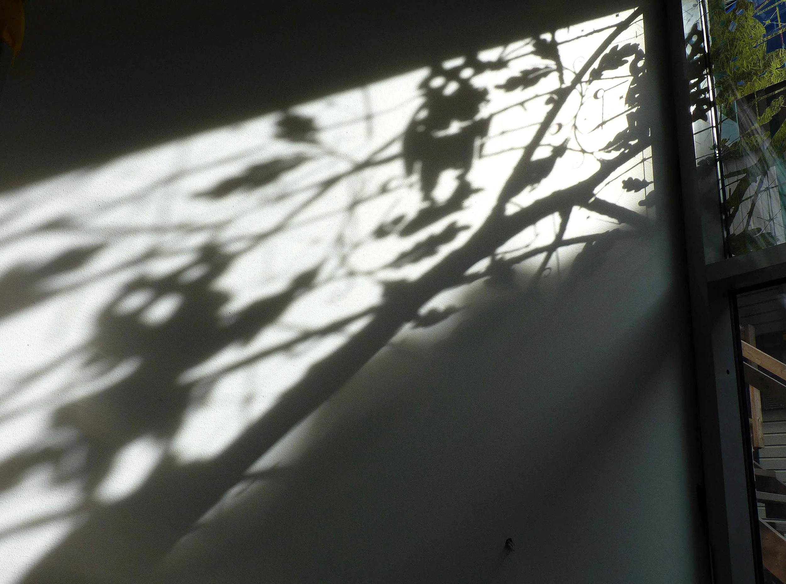 owls-shadows.jpg