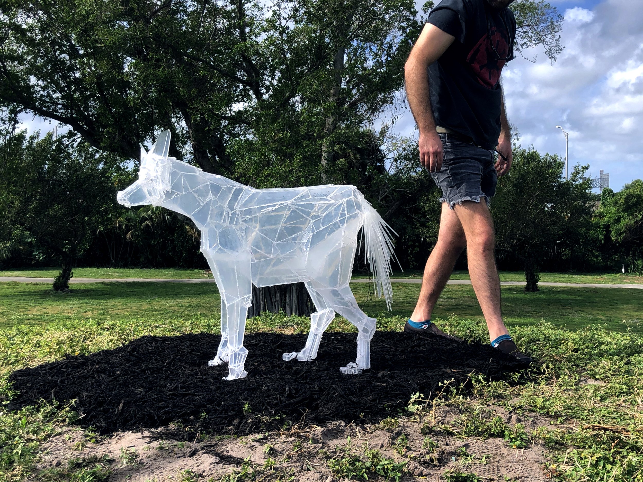   Coyote  plexiglass, resin. 2021   part of    Spirits of South Florida    three sculptures commissioned by The City of West Palm Beach for The Commons : 15 Artists 15 Spaces. Dreher Park and The Palm Beach Zoo, West Palm Beach, FL, 33405. 2021   