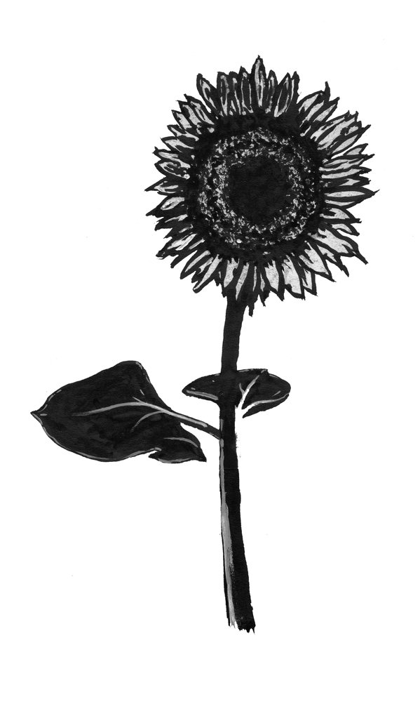   Sunflower 3  ink on paper. 2010    commissioned by the COPD Foundation   