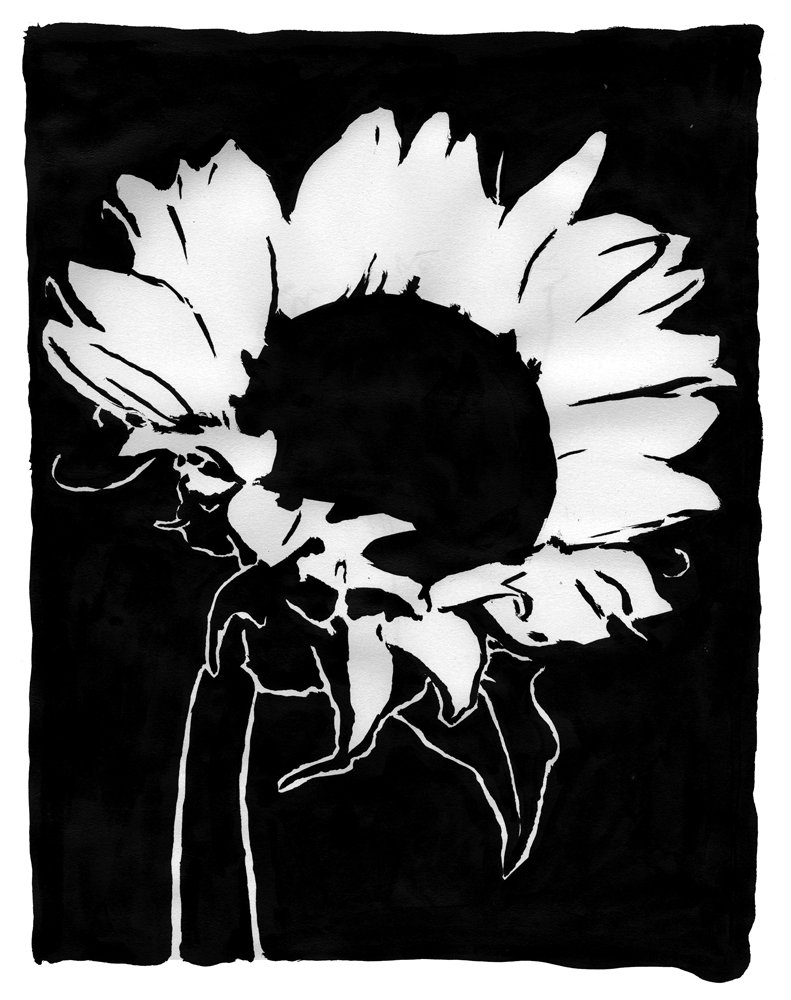   Sunflower 4  ink on paper. 2010    commissioned by the COPD Foundation   