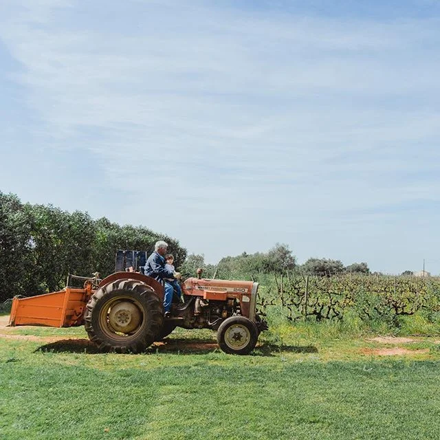 Wines made with love and tender-loving care taste better and go a lot further. .
.
.
.
.
.
.

#algarvelandmarkvineyard #algarve #winery #algarveevents #algarveeventplaners #algarveweddingplanners #sharingtastefulexperiences #portugalcestgenial #vinvivant #vinnature #happytimes #holidayholidays #beachtime #vinhosdeportugal #winesnob #winetravel #winetourism #vin #vino #wine #instavinho #portugal #algarvewines #vinhosdoalgarve #realwine #visitportugal #sunnyportugal # travellife