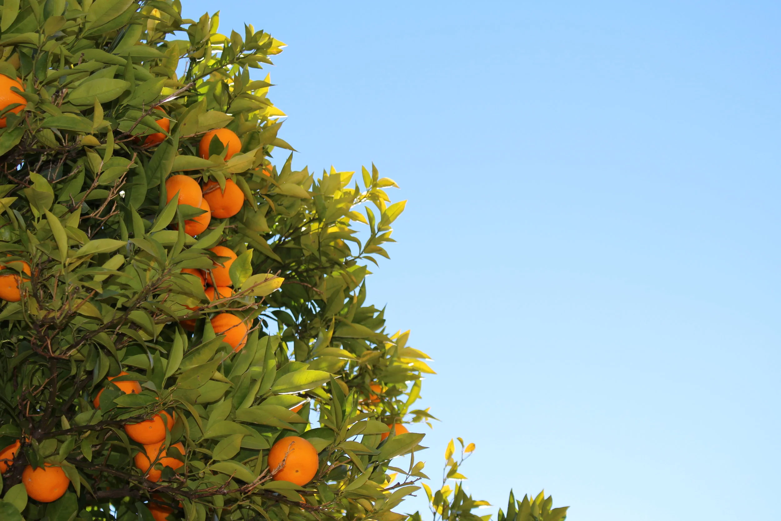 One of my favourite things about to Sevilla… the orange trees