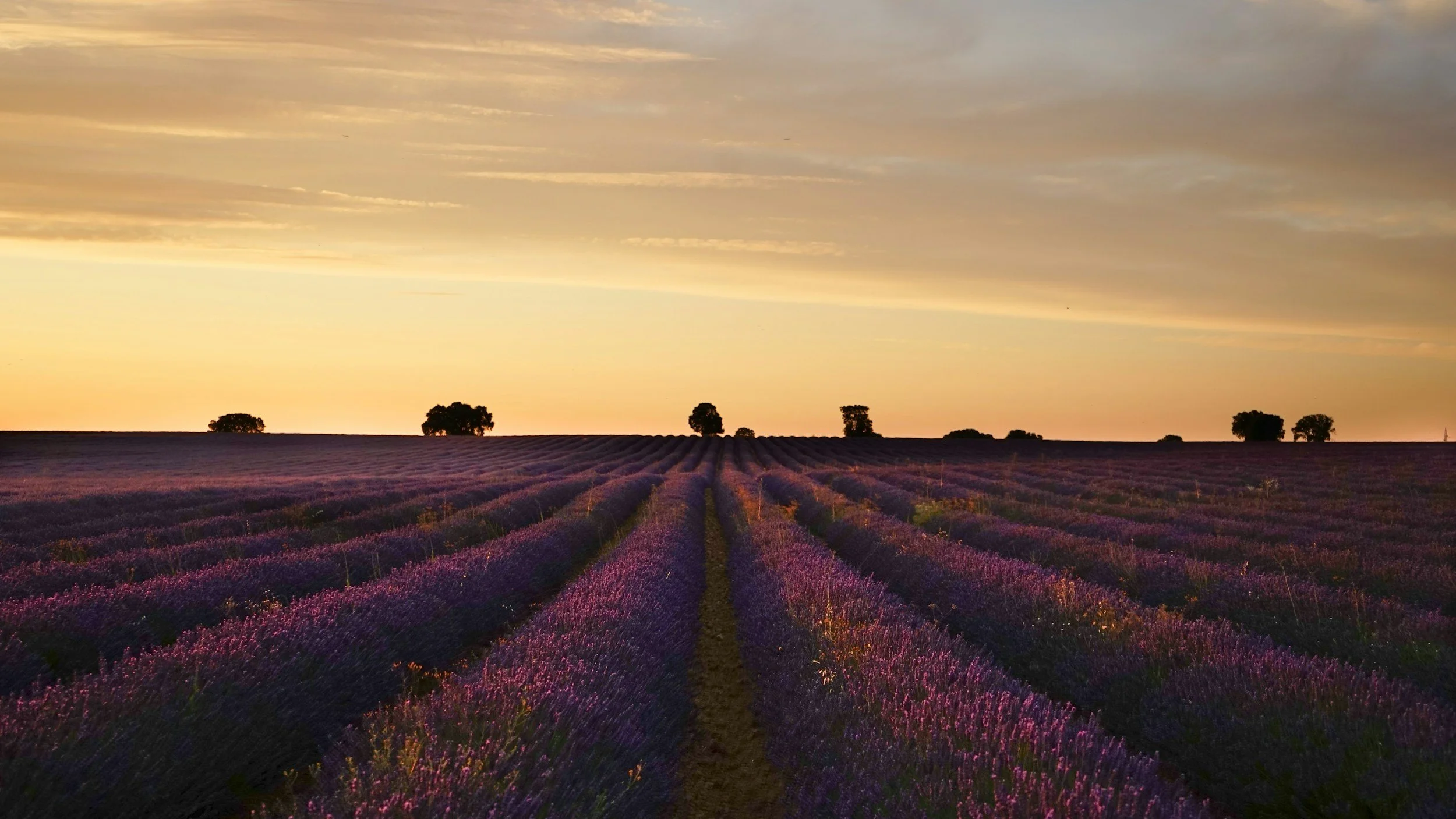Brihuega Lavender Fields: The Ultimate Guide to Spain’s Purple Provence