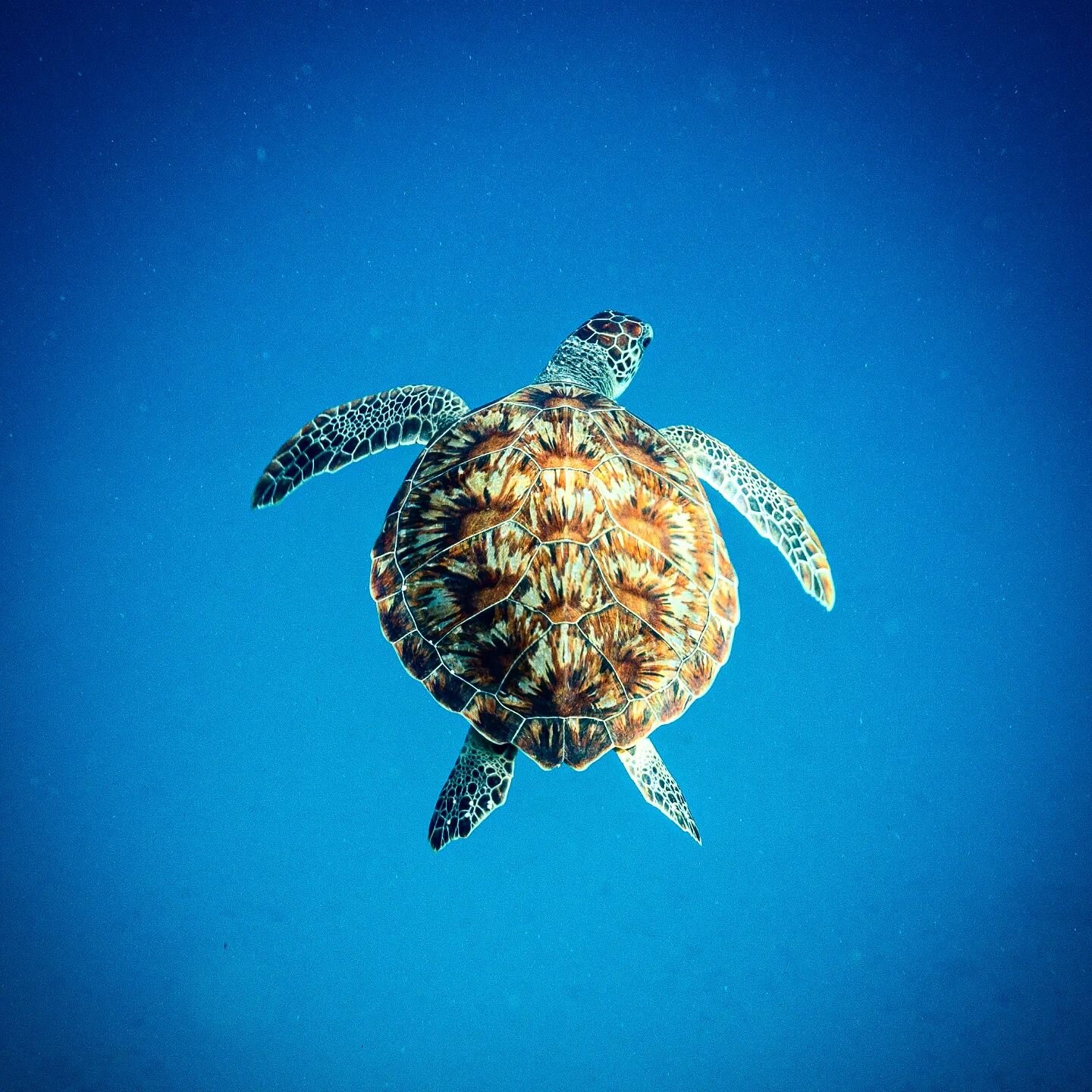 Sea turtles have taught me a lot about being chill underwater. Smoothing and slowing my movements has direct impact on how much I effect turtles and fish and the other marine life I am dicing with. When I chill, they chill.

#freediving #seaturtle #g