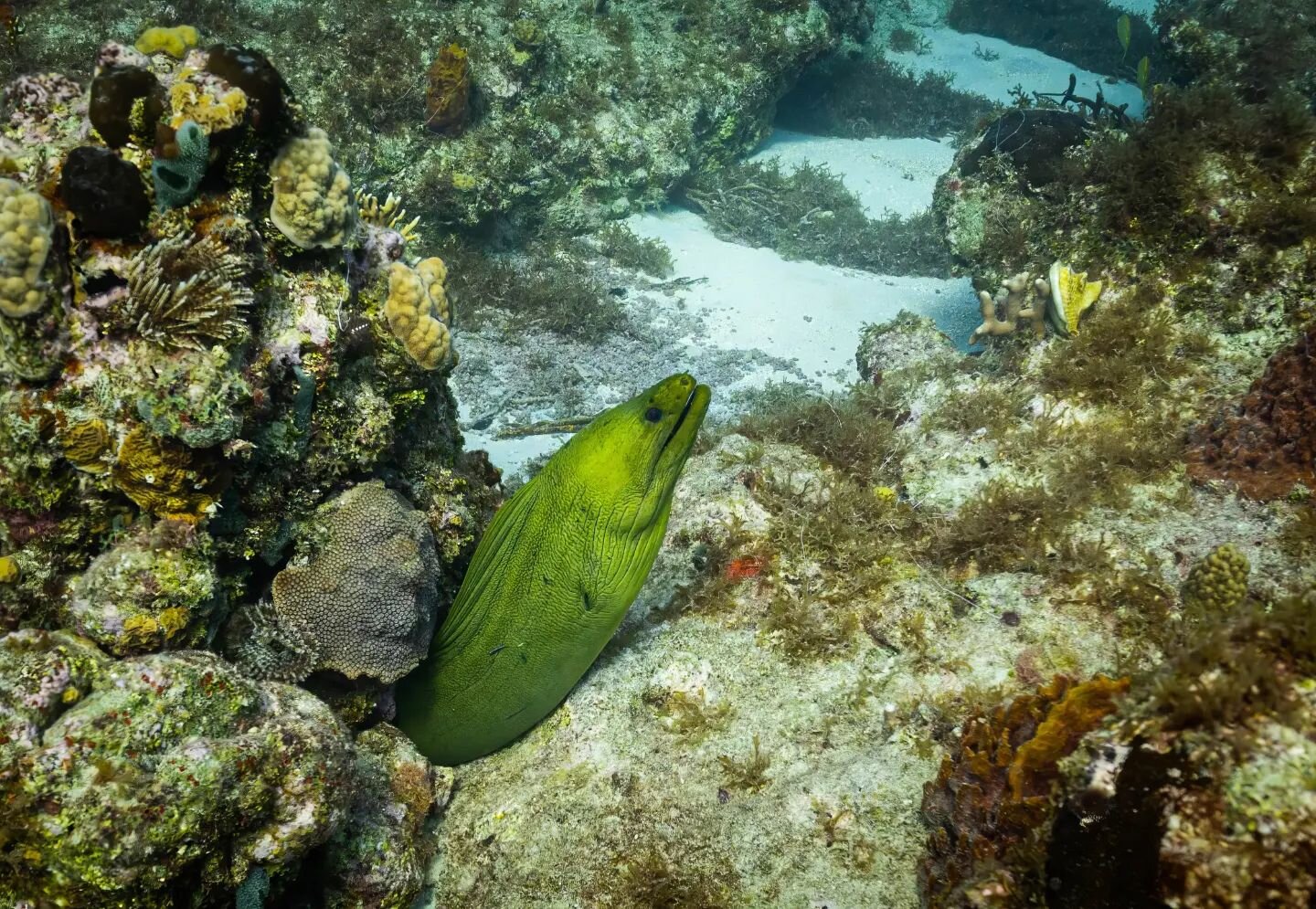 Moray eels are so cool and creepy. The green color actually comes from a slime covering the body. Awesome creatures to check out.

#freediving #stx #stcroix #underwatephotography #reeflife #nikonz6 #moray #eel #morayeel #usvi #gotostcroix