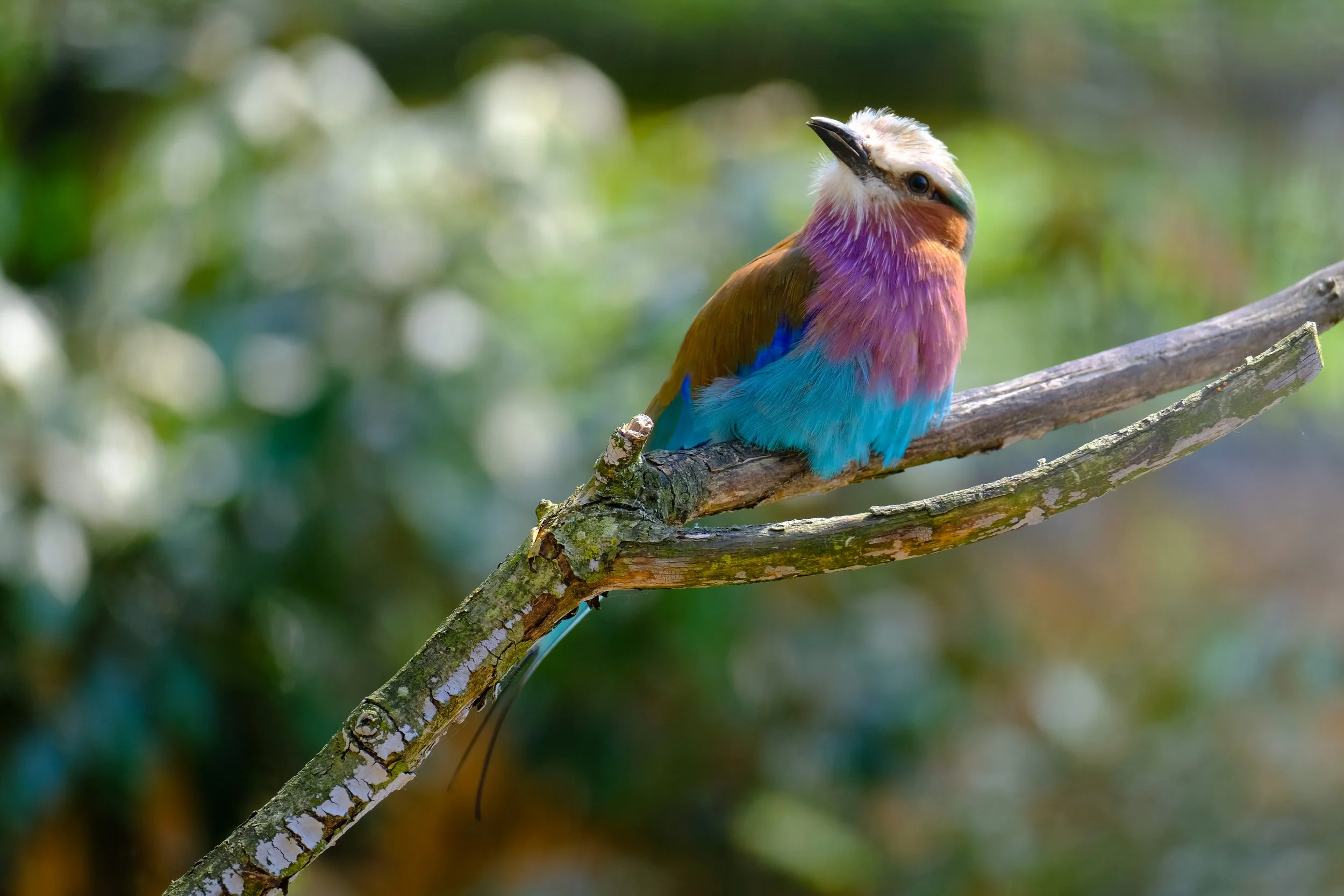 Lilac Breasted Roller