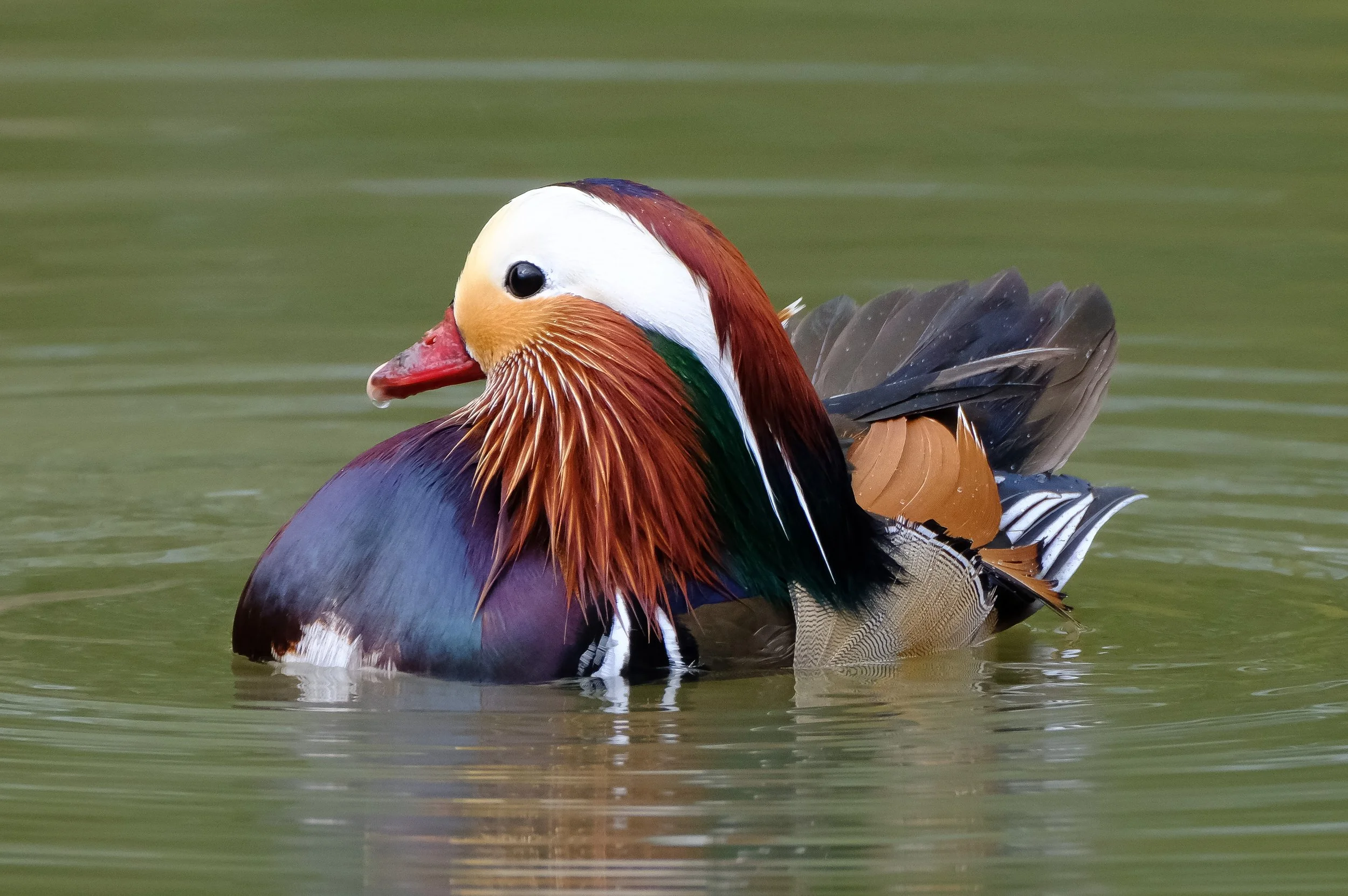 Mandarin Duck 