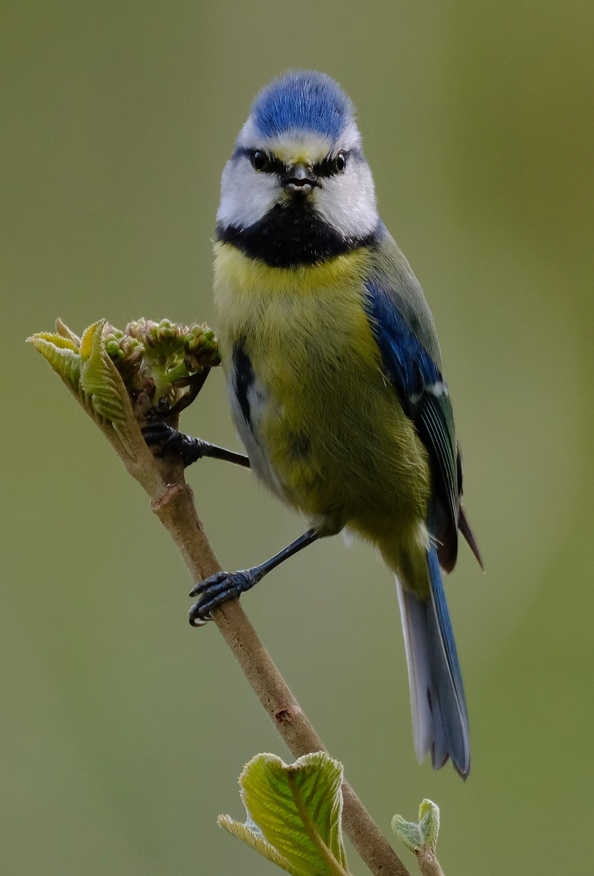 Bluetit